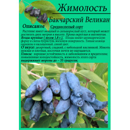 БАКЧАРСКИЙ ВЕЛИКАН