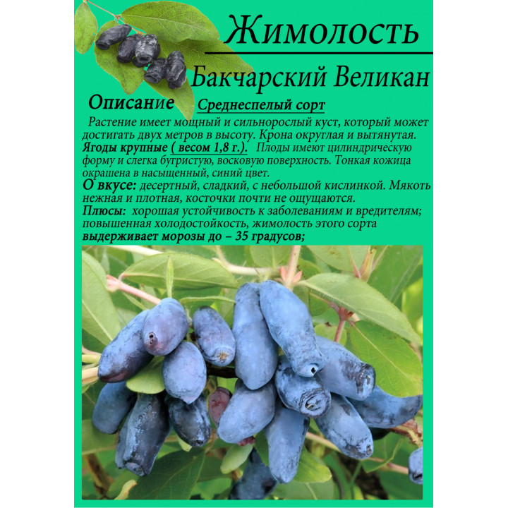 БАКЧАРСКИЙ ВЕЛИКАН