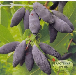 ЕЛИЗАВЕТА