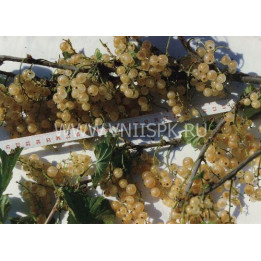 Уральская белая