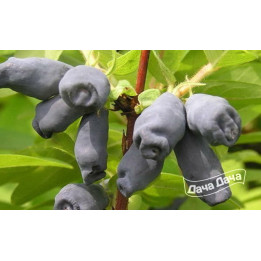 КУМИНОВКА