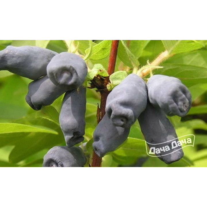 КУМИНОВКА