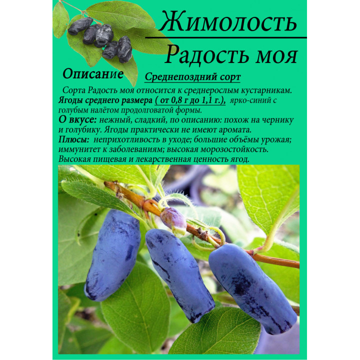 РАДОСТЬ МОЯ
