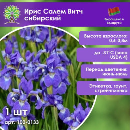 САЛЯМ