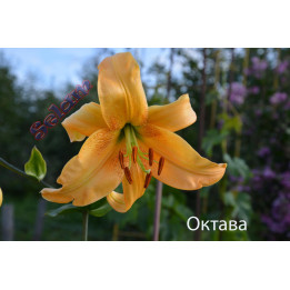 ОКТАВА