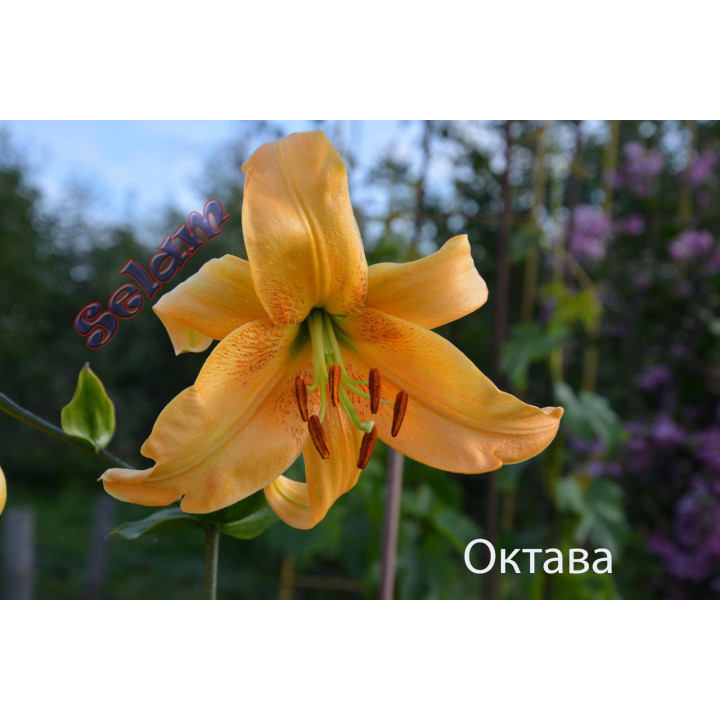 ОКТАВА