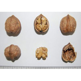 КАРЛИК 3