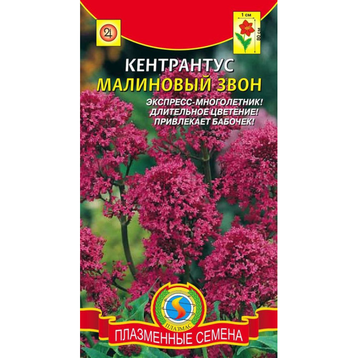 МАЛИНОВЫЙ ЗВОН