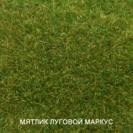 МАРКУС