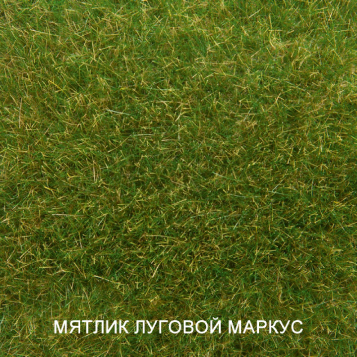 МАРКУС