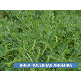 ЛИВЕНКА