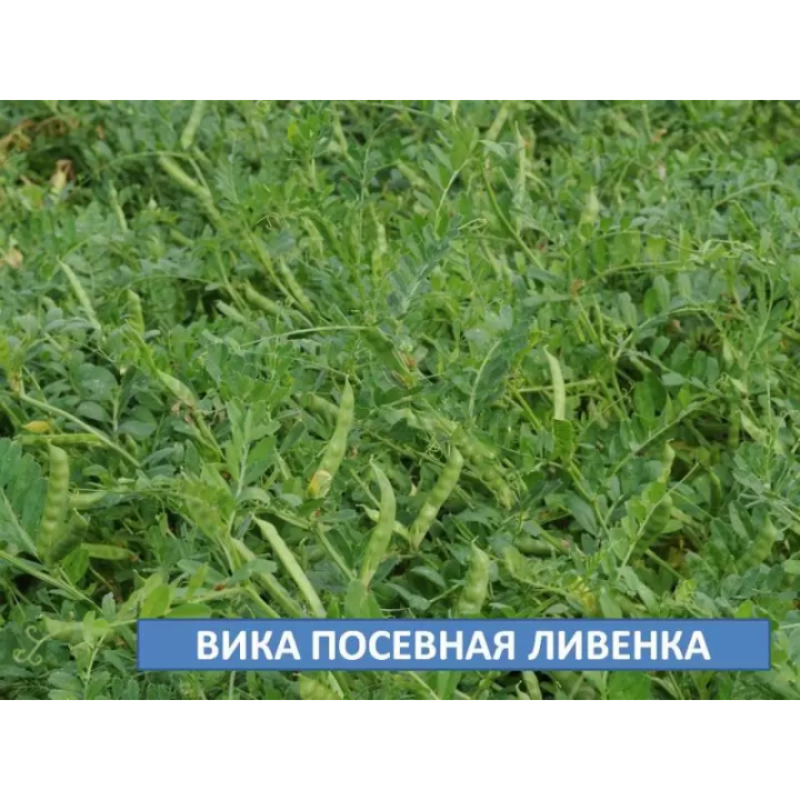 ЛИВЕНКА