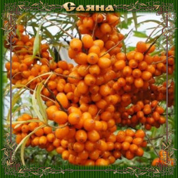 САЯНА