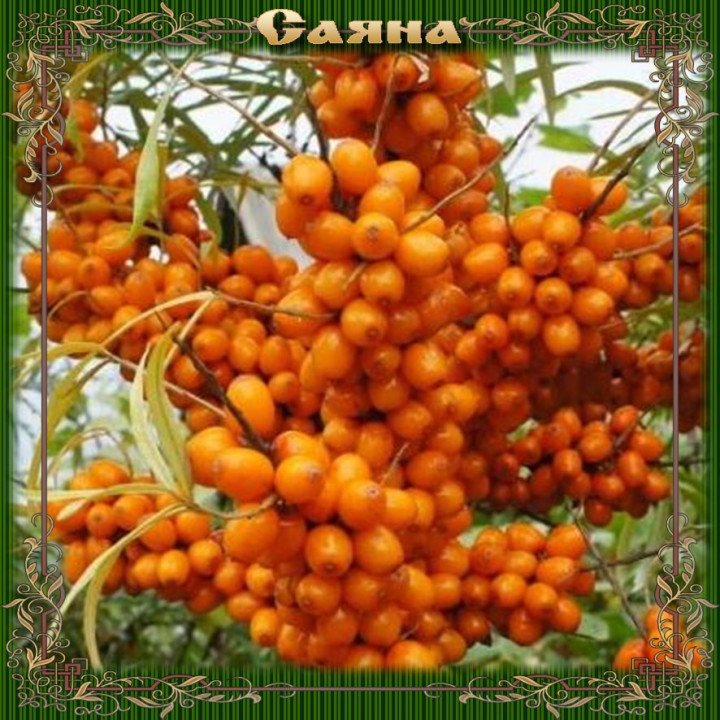 САЯНА