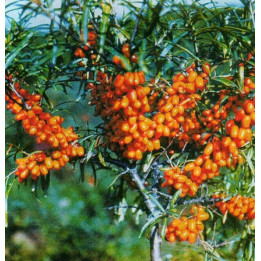 БУСИНКА