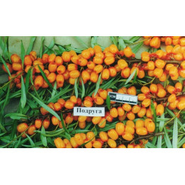 ПОДРУГА