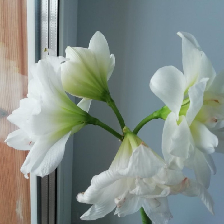 ПОЛОНЕЗ