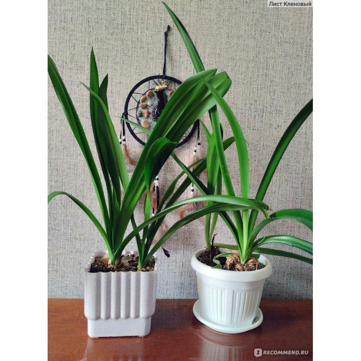 СВЕТОФОР