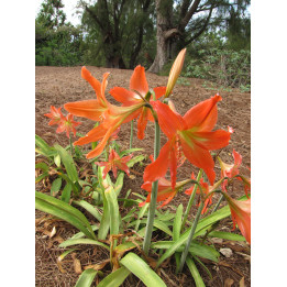ЛЕГЕНДА