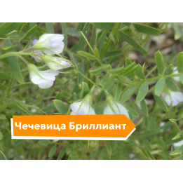 БРИЛЛИАНТ