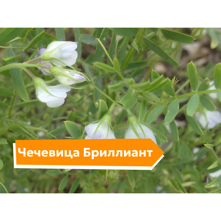 БРИЛЛИАНТ