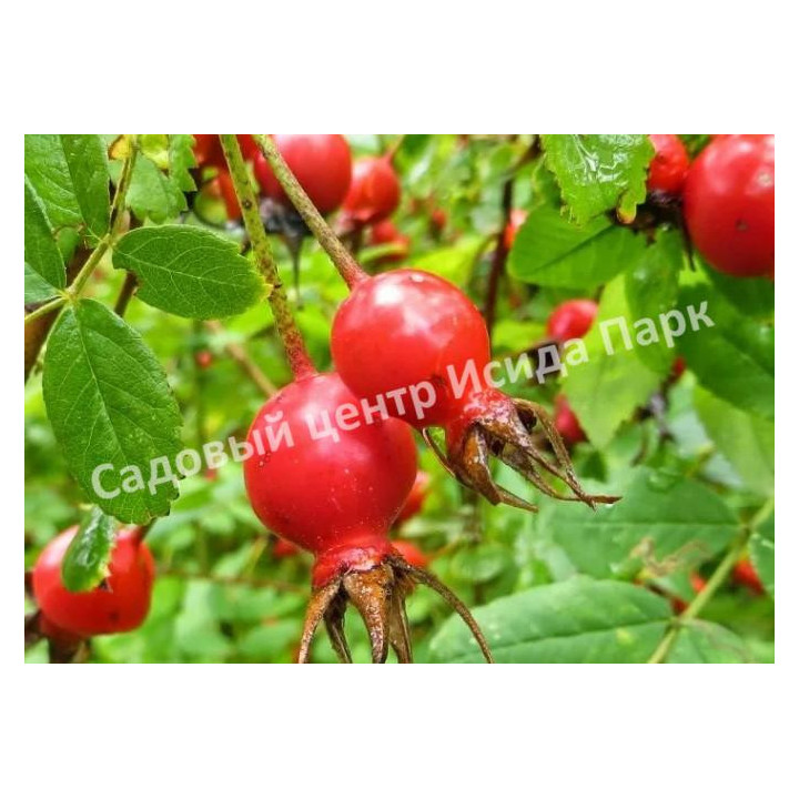ОГНИ САМАРЫ