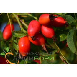СЛАВУТИЧ