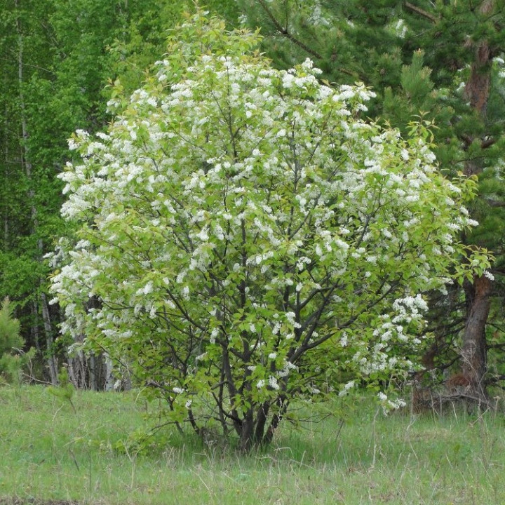 СТРОЙНАЯ