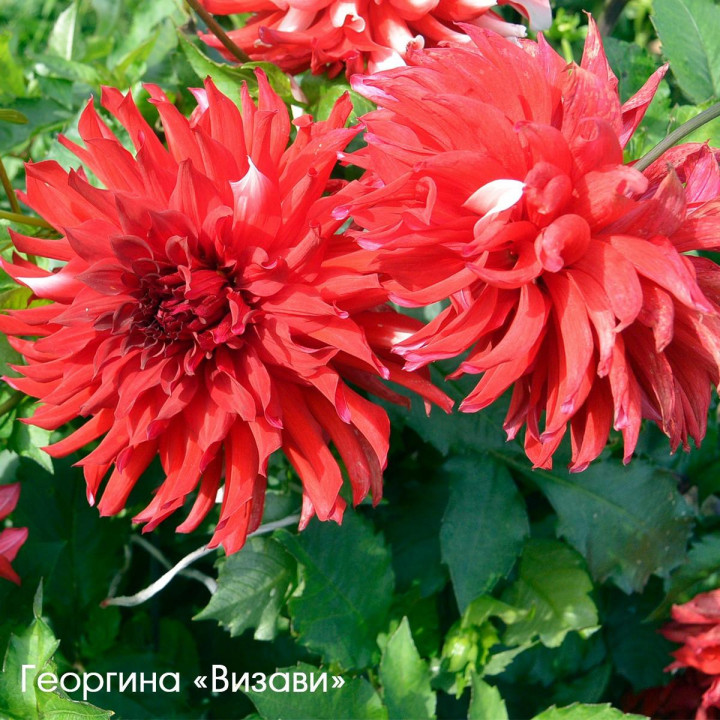 ВИЗАВИ