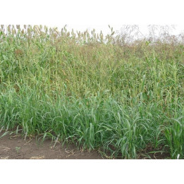 СПАРТАНКА