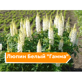 ГАММА