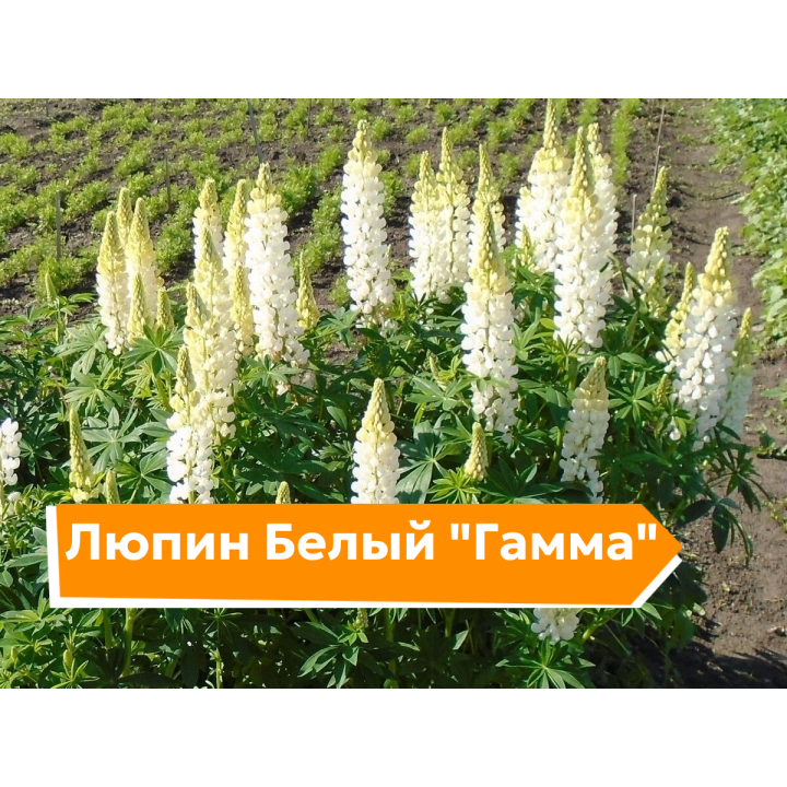 ГАММА