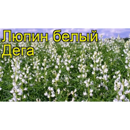 ДЕГА