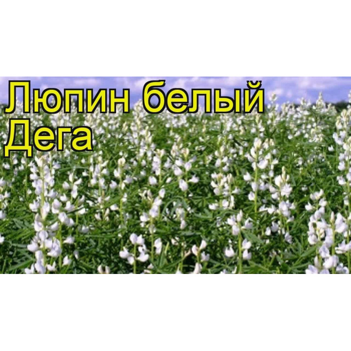 ДЕГА