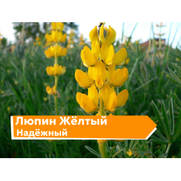 НАДЕЖНЫЙ