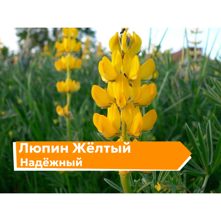 НАДЕЖНЫЙ