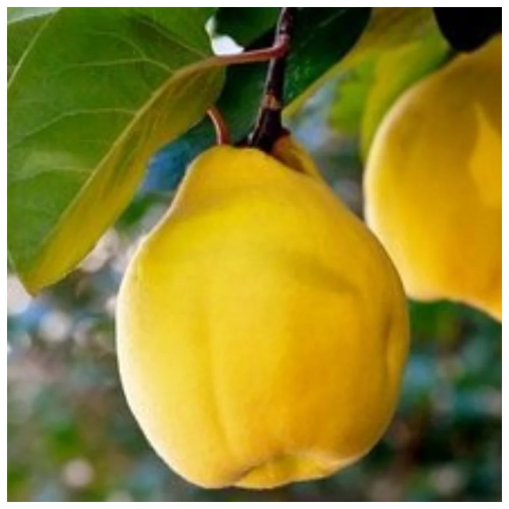 КУБАНОЧКА