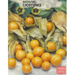 СЮРПРИЗ