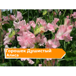 АЛИСА