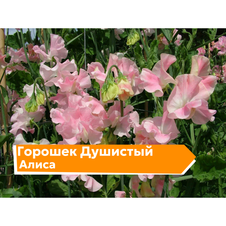 АЛИСА