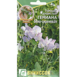 ГЕНИАНА БЕЛО-СИРЕНЕВАЯ