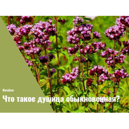 АК-КАЯ