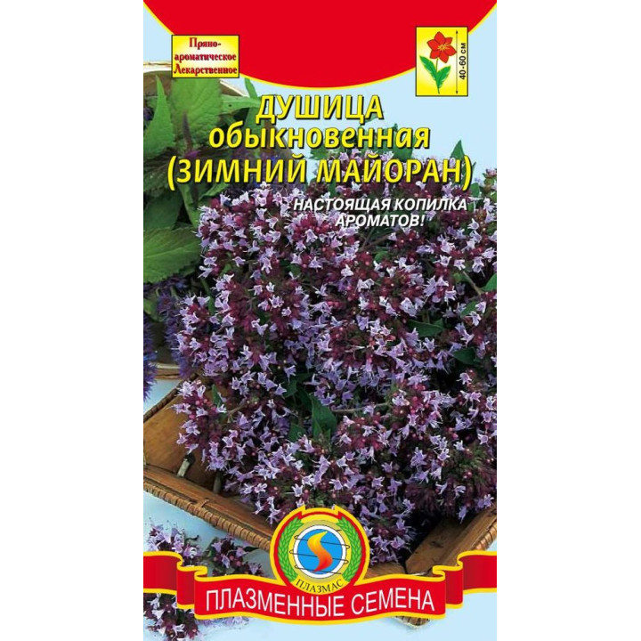 ЗИМА