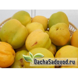 ИВАНУШКА