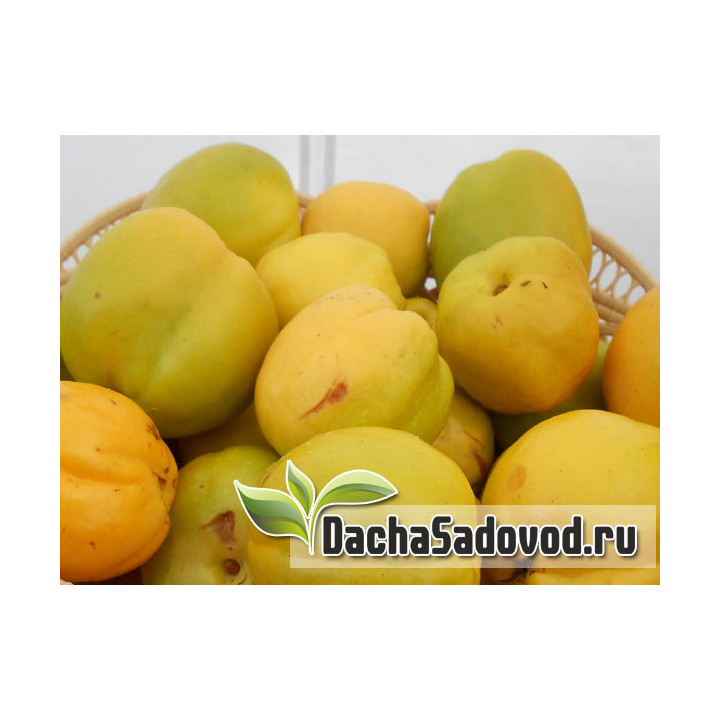 ИВАНУШКА