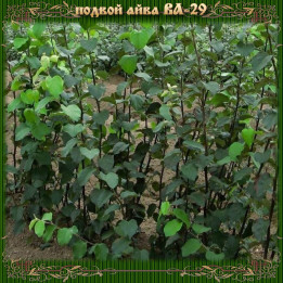 ВА 29