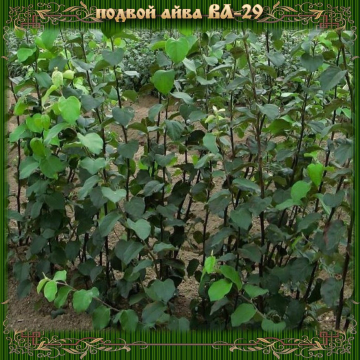 ВА 29