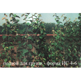 ИС 4-6