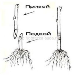 Л У