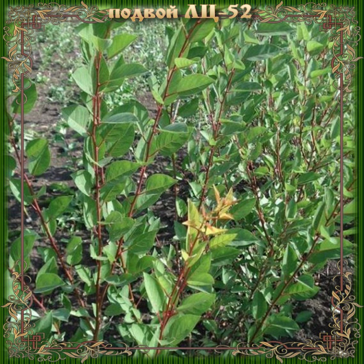 ЛЦ 52